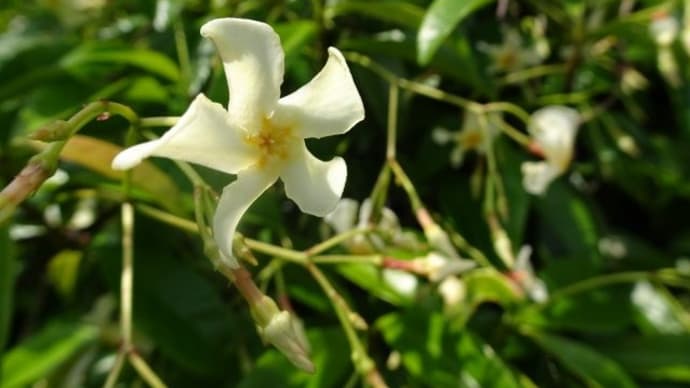 Yellow star jasmine