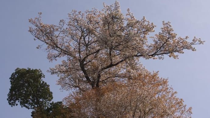 2024年、泉佐野市「泉佐野丘陸緑地公園」の桜
