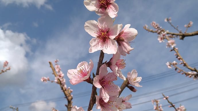 荒木 de 梨＆桃の花…そしてネモフィラふわっふわ。