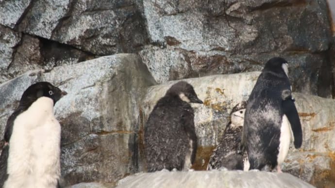 ヒゲペンギン一家 1