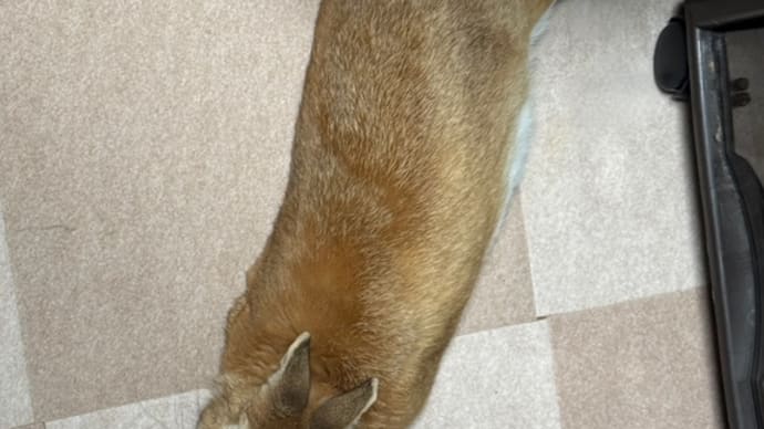 ピーター