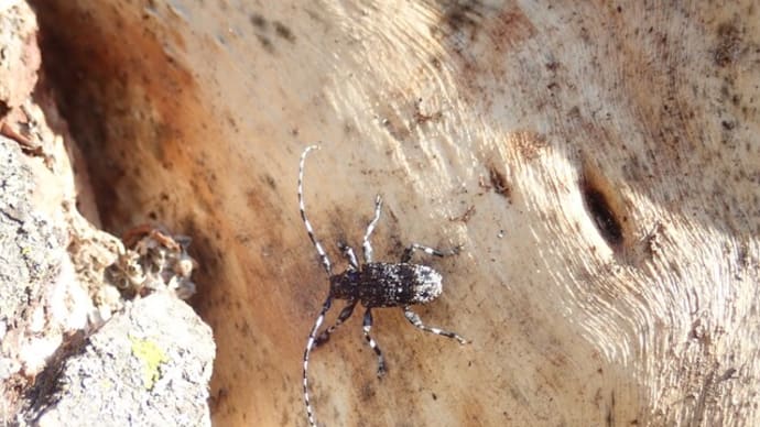ヤマナラシモモブトカミキリ