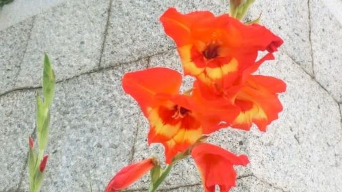 6月初旬のお花