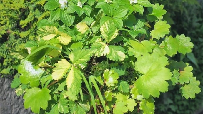 薄いお皿に盛りあげて栽植える ’小山飾り’