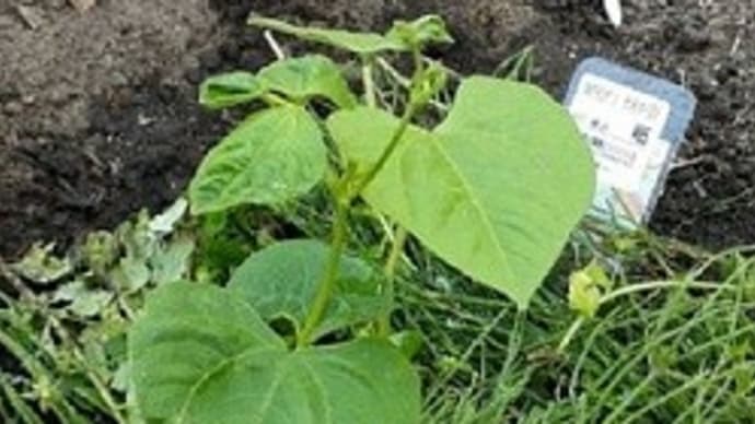 野菜の苗植えとマリーゴールドの種蒔きと菊花を鑑賞用挿し木にしたとですぅ~( *´艸`)