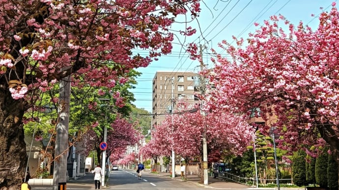 札幌で花見🌸2024～有終の美を飾る南円山「さくら通り」ほか～