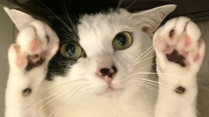 あなたの愛猫ちゃんを無事に避難させるために必要なグッズ