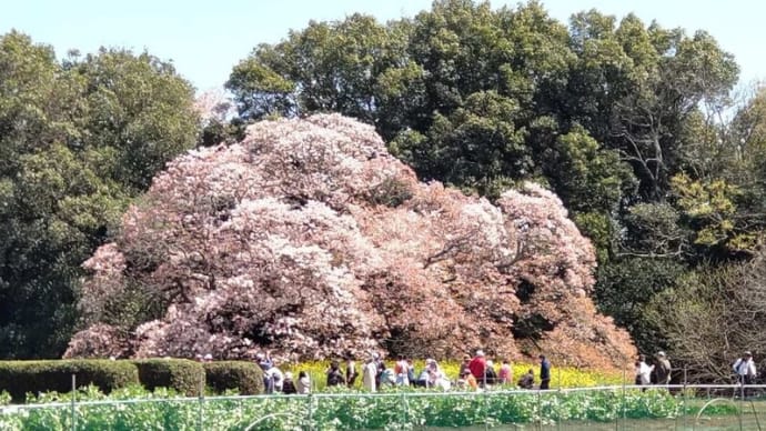 吉高の大桜 満開