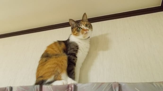 あたちの方が高いニャ…。
