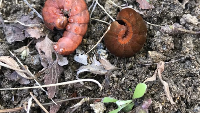 さくらんぼの木の子供苗