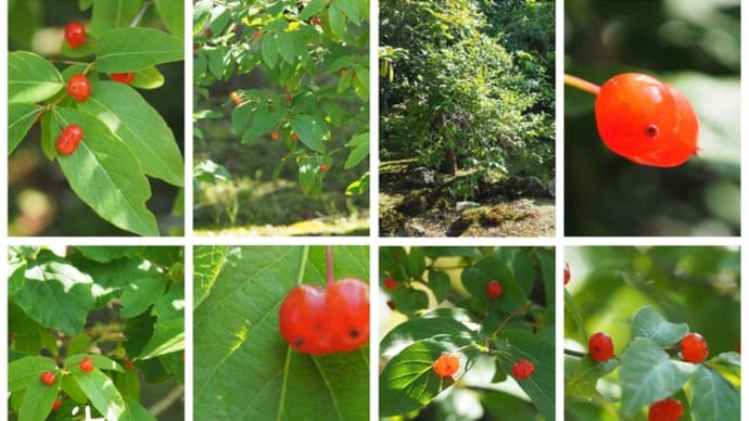 「紅花瓢箪木の実がなりました」 MY GARDEN 2023.07.23日撮影