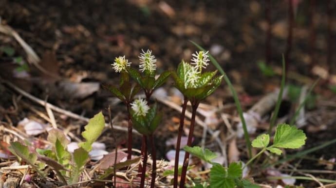 ホタルカズラ、ヒトリシズカなどの開花 2025