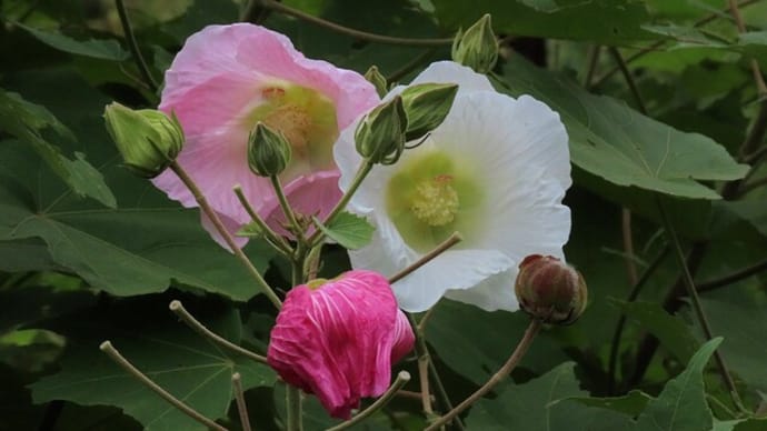 立花山 2