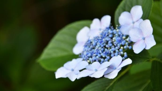 夏至の日の紫陽花