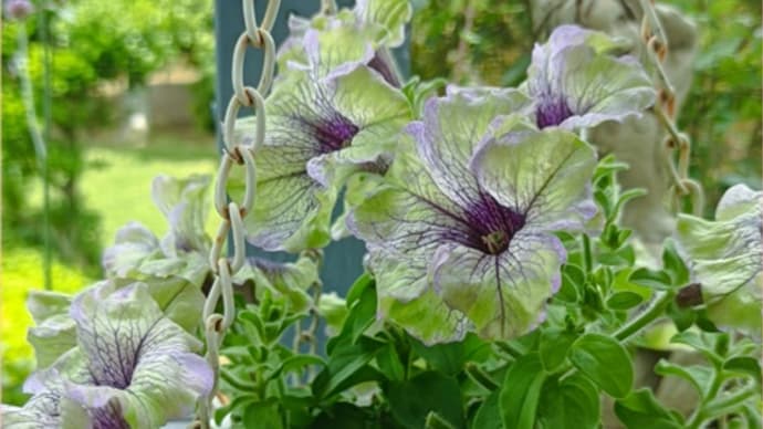 植えたら毎年咲く強くて可愛い宿根草・多年草❤その③
