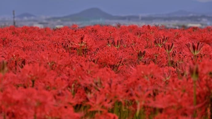 彼岸花の咲くころ・葛城古道 ① ~九品寺の“紅の海”