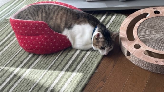 ニャンコの日なので