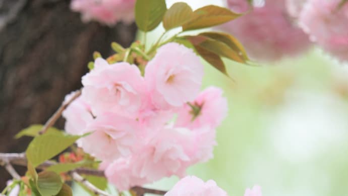 芳麗、桜の春