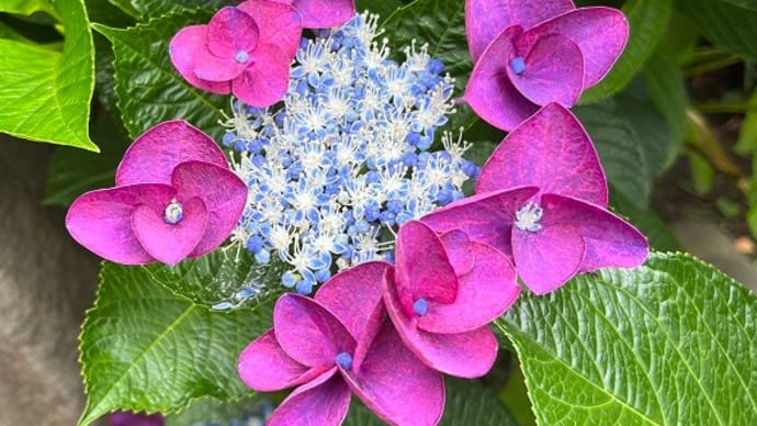 2022 鎌倉・紫陽花