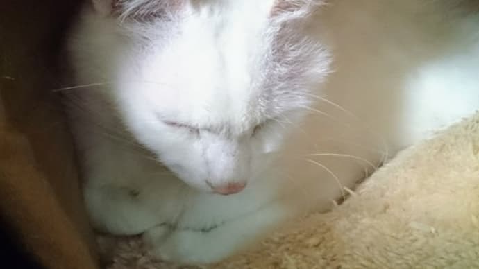 不要不急ニャう。