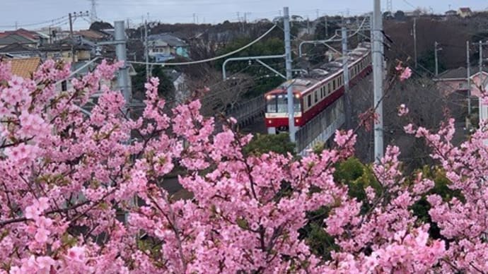 三浦海岸の河津桜で心がほんわか温かく～