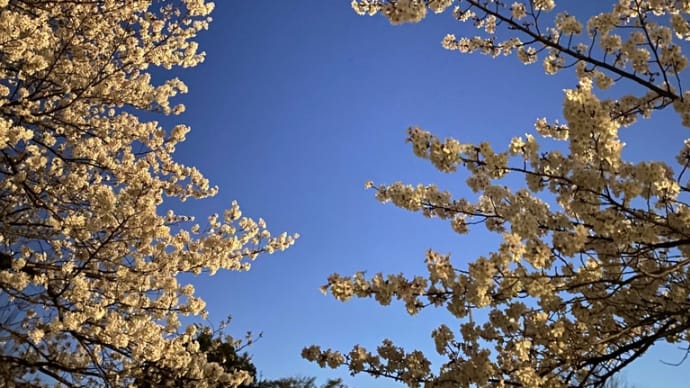 悔しいから近所で夜桜。