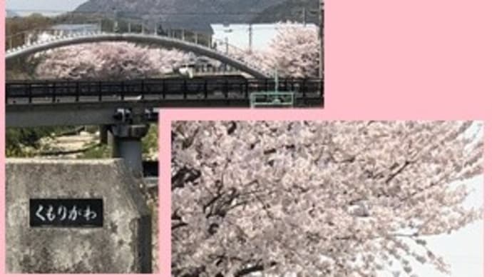 2ヶ所の桜満開見学