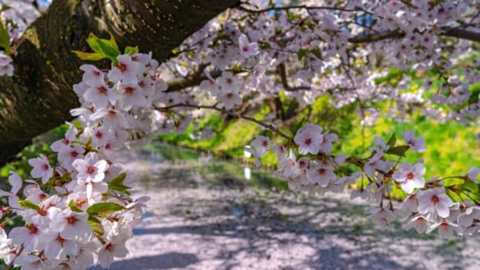 桜は満開を過ぎても楽しめる♪