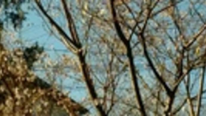 四季桜