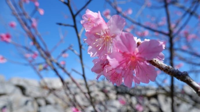 沖縄,桜の城は・・・今帰仁城