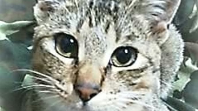 猫の日だ~♪