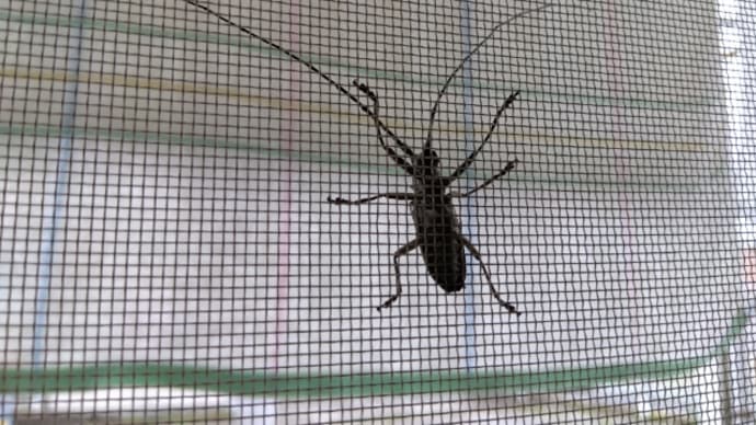 ゴマダラカミキリ
