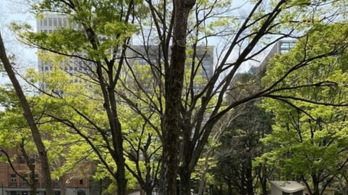 ネモフィラ満開です　日比谷公園　千代田　東京
