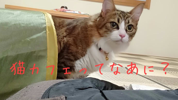 🎶おら猫カフェさ行くだ!