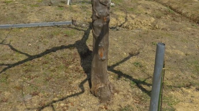 リンゴの接ぎ木
