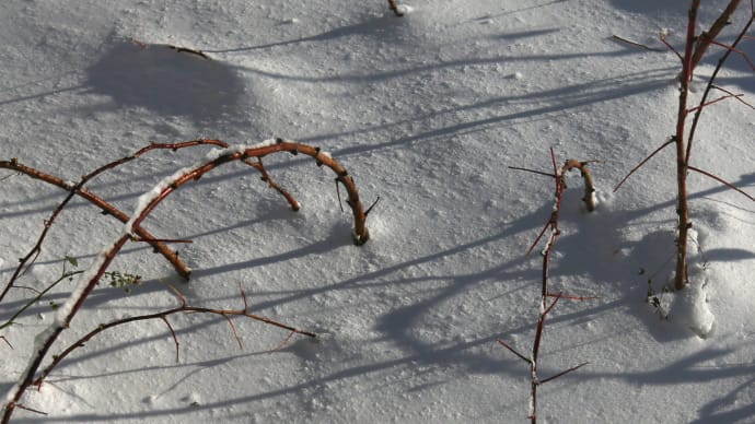 雪に埋もれたラズベリー1