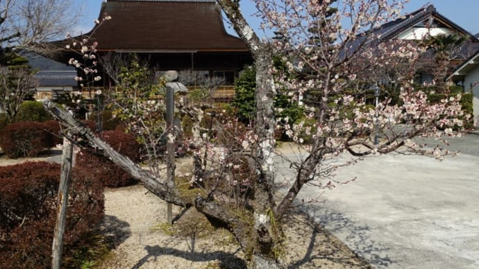 龍福寺で観梅