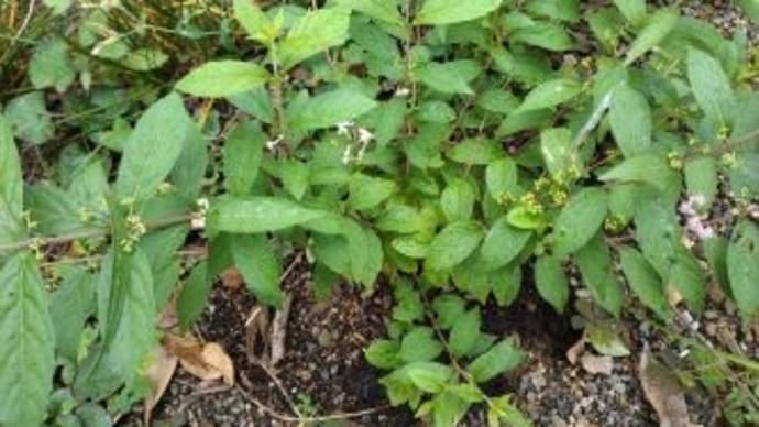 挿し木で貰った・・・コムラサキ? ついて花が咲き始めています~~!