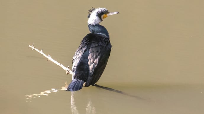 探鳥日和「再掲 野鳥スペシャル 第2弾」