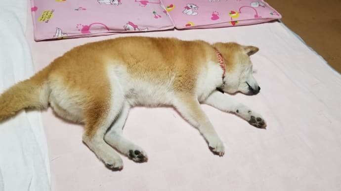 やりたくても?出来ない?