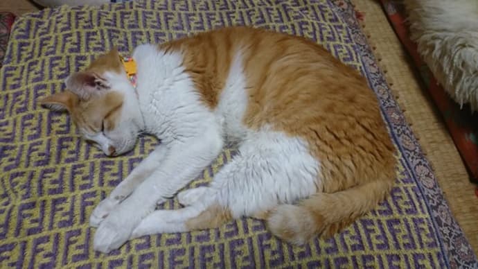 9月18日(土) 猫の麦とごまの日常日記