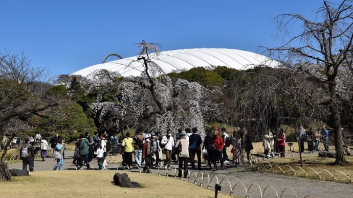 枝垂桜狩り 東京都文京区後楽 小石川後楽園(1)枝垂桜見頃、ソメイヨシノは咲き始め