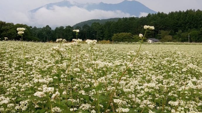 平日は静かです