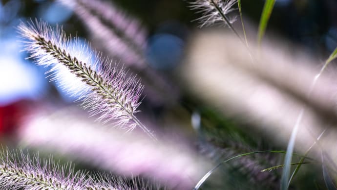 力芝