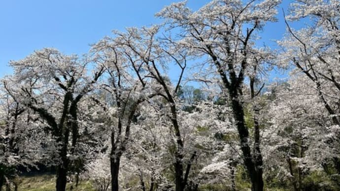 春のお知らせのはじまりと終わり