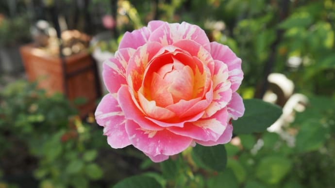 10月1日の庭<バラから草花から多肉>