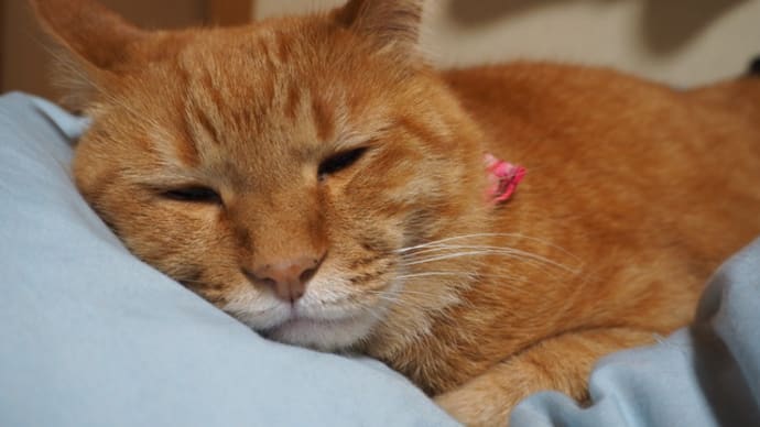 まんぷく処暖家へ行きますわよーヽ(´∀`ヽ)