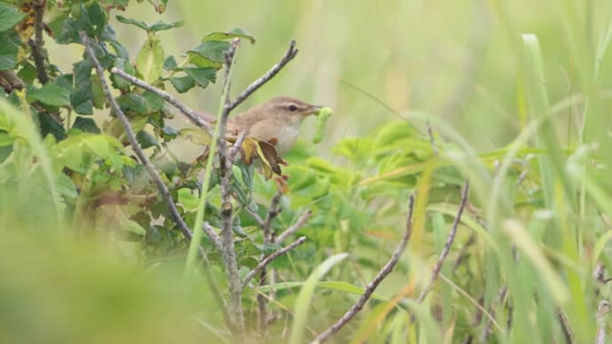 シマセンニュウ、静か