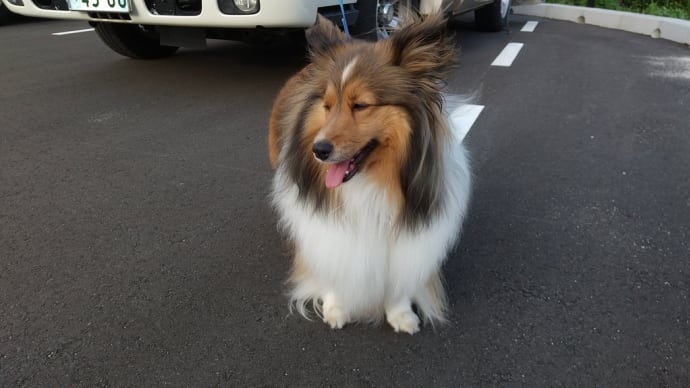 リサの三連休🐶