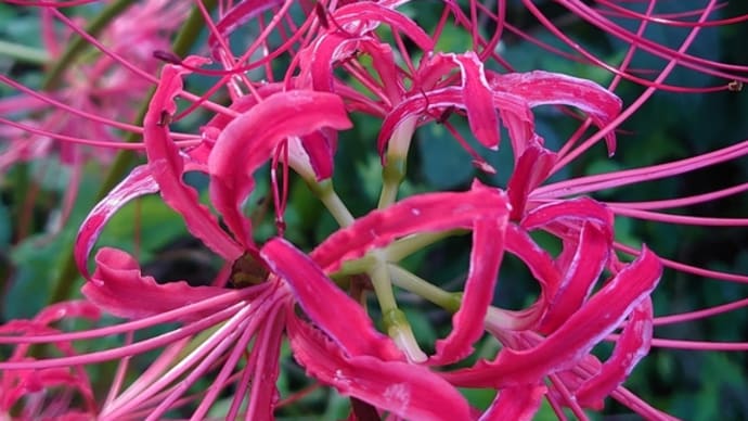 ☆曼珠沙華